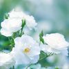 Kataribe White Rose, Large Rose