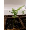 One tree plant meyer lemon NON GMO ORGANIC 3"-5"