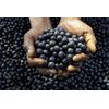 Antioxidant Focus - ACAI BERRY EXTRACT - 1B 60 Caps