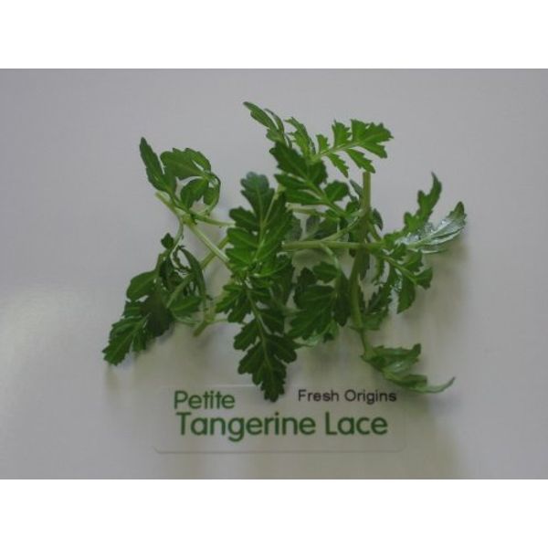 Petite Greens - Tangerine Lace - 4 x 4 oz