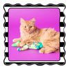 Fat Cat Fish Hipster Kicker Cat Toy