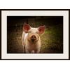 Piglet Photograph, Pig Print, Farm Animals
