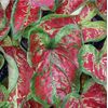 Caladium 'Mesmerized Bulbs (2 Bulbs)
