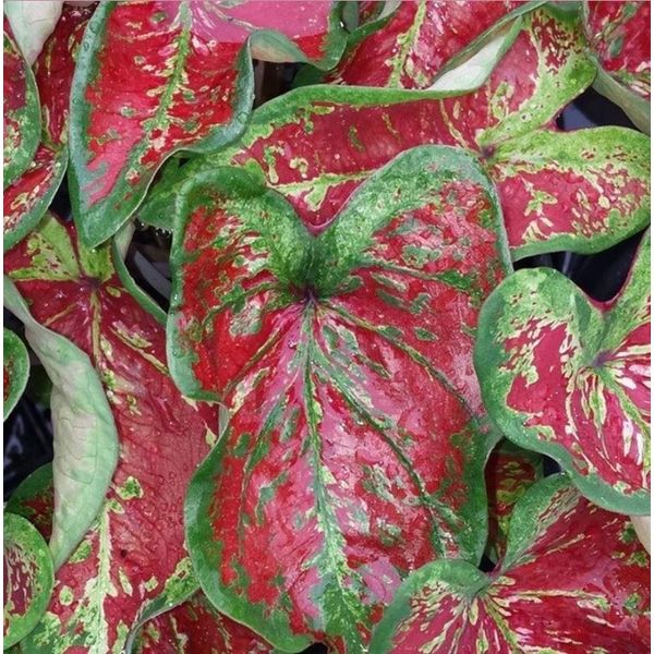 Caladium 'Mesmerized Bulbs (2 Bulbs)