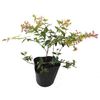 Abelia Edward Gocha (10 Pot Set) Shrub Seedling
