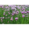 CHIVE 250 SEEDS COMMON TYPE NON-GMO FRESH FOR GARDENS