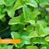 Herb Pharm Lemon Balm Liquid Extract 1 Fl Oz Organic Nervous System Support