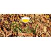 Gastrisan 4oz Natural Mexican Blend