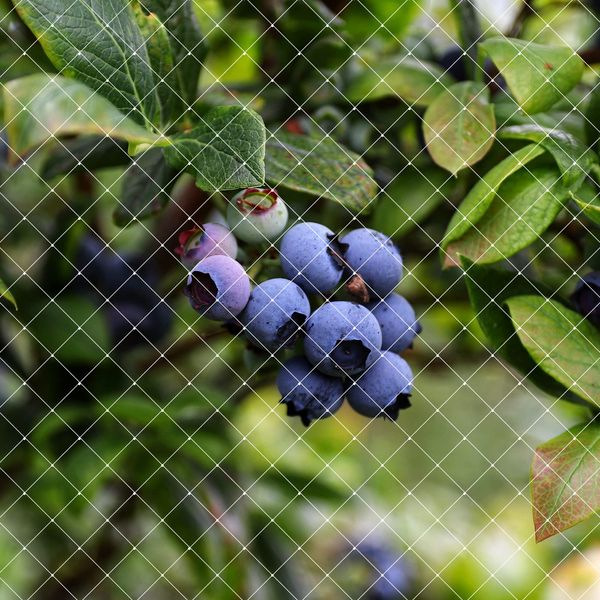 OFFO Bird Protection Net, Blueberry, Bird Repellent, 0.6 inch (15 mm), Extra Fine Net, Width 6.6 x 16.4 ft (2 x 4 m), Sparrow Protection, Uses 100% Nylon for Long Time, Protects Blueberries and