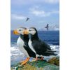 Horned Puffins - Wild Animals - 3D Postcard Greeting Cards