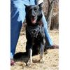 Brown 2 Snap Agitation Harness with Handle w/Stainless Steel Hardware