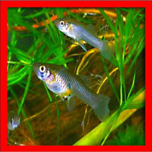 20 Live Mosquito Fish (Koi Pond) Aquarium Feeder Fish with Hornwort Plant