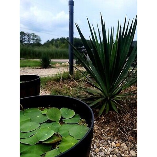 Beautiful Chinese Bowl Lotus (Live Tuber) Aquatic Plant