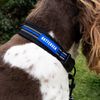Battersea Reflective Dog Collar Blue L