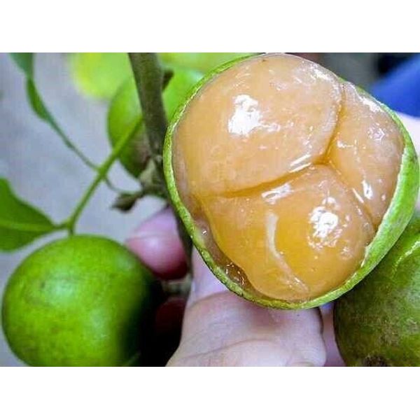 5 SUPER RARE BIG Spanish Lime Organic Seeds