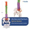 Human Spine Anatomy Model with Vertabrae, Anatomical Flexible Model for Teaching 41cm