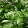 Petite Grain 20ml Incent Essential Oil Essential Oil