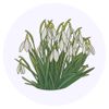 24 x 40mm Round 'Snowdrops' Stickers (SK00040248)