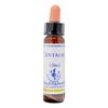 Healing Herbs / Flower Essence [Sentory]