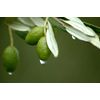 antiaging supplement - OLIVE LEAF EXTRACT - energy supplement all natural 1B