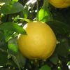 Grapefruit 50ml Incent Essential Oil Essential Oil