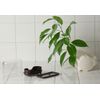 Face Soap Case 421809 