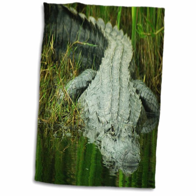 3D Rose Grow Them Big Here in Florida an Alligator TWL_62370_1 Towel, 15" x 22"