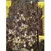 100+ brown pharaoh coturnix quail hatching eggs for sale