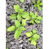 Chimney Sheep Felt shillies garden mulch