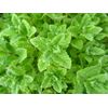 2000 PEPPERMINT SEEDS Mint NonGMO