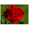 Will Davis Studios Red Rose All Occasion Fine Art Greeting Card (Blank Inside)