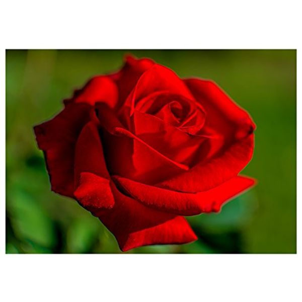 Will Davis Studios Red Rose All Occasion Fine Art Greeting Card (Blank Inside)