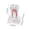Dental Model Removable Transparent Tooth Anatomical Model Detachable Single Tooth Structure Decomposition Molar Model Dentistry Demonstration Models