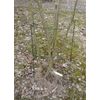 Grüner Jan Plant Support Shrub Support Rose Support Flower Support Metal