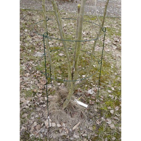 Grüner Jan Plant Support Shrub Support Rose Support Flower Support Metal