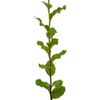 Cork Oak | Medium Tree Seedling | The Jonsteen Company