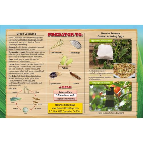 Green Lacewing 5000 Eggs - Good Bugs