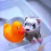 orizinarunatyurarurinsu (ferret)