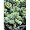 4" Crested Myrtle Blue Cactus | Blue Candle Cactus | Unique Live Cactus
