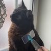 Masterclip Flat Head Hard Pin Slicker Brush - Suitable For Grooming Small Dogs & Pets (SMALL)