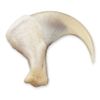 Bobcat Claw (2.5cm) (Natural Bone Quality A)