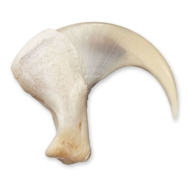 Bobcat Claw (2.5cm) (Natural Bone Quality A)