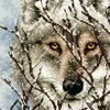 Dimensions Wolf, Cotton, White