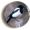 Ozorath Magpie Bird Watching Button Badge (1inch / 25mm diameter)