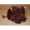 Firestarter Pinecones Wax Coated Fragrant Long leaf Burn Hot Easy Start USA 178M