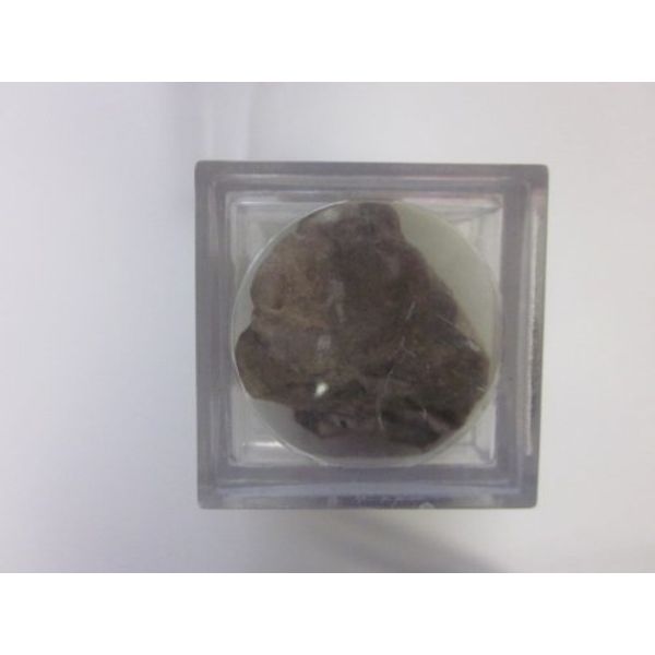 TRILOBI an Authentic Mineral