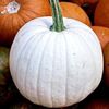 Casper White Pumpkin Seeds 20 NON-GMO /RARE