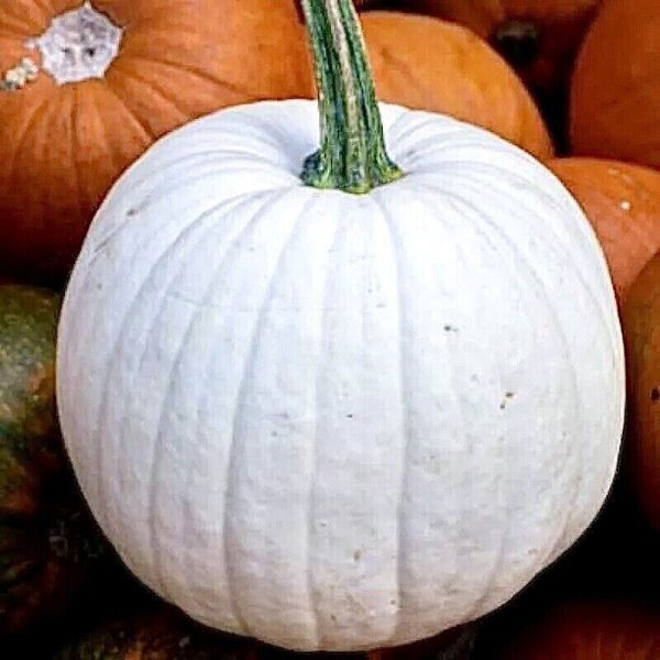 Casper White Pumpkin Seeds 20 NON-GMO /RARE