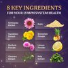 EVERFAITH LymphaFlo - Lymphatic Drainage Supplement - Lymph System Support