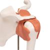 3B Corporation Shoulder Joint with Ligament Shoulder Joint Function Model (a80)